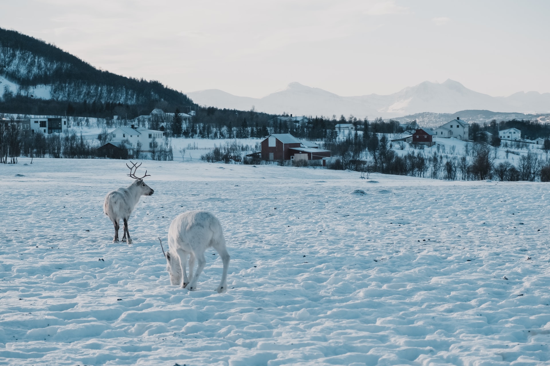 Arctic Science Summit Week til Tromsø